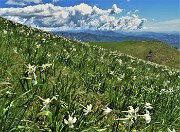 51 Distese di narcisi scendendo dal Linzone al Santuario della Sacra Famiglia